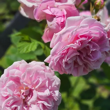 Magical Places Unter Den Linden * Reszel