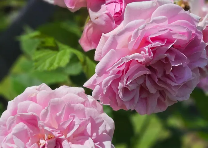 Magical Places Unter Den Linden * Reszel